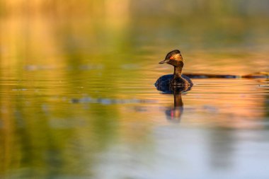 Black-necked Grebe or Podiceps nigricollis, is a species of podicipediform bird in the family Podicipedidae