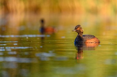 Black-necked Grebe or Podiceps nigricollis, is a species of podicipediform bird in the family Podicipedidae