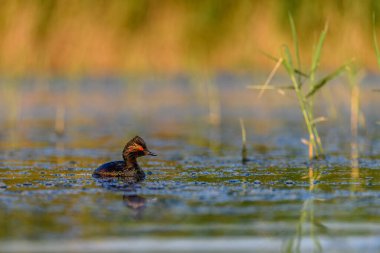Black-necked Grebe or Podiceps nigricollis, is a species of podicipediform bird in the family Podicipedidae