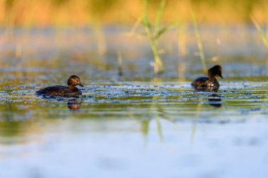 Black-necked Grebe or Podiceps nigricollis, is a species of podicipediform bird in the family Podicipedidae