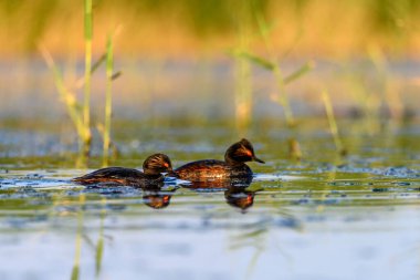 Black-necked Grebe or Podiceps nigricollis, is a species of podicipediform bird in the family Podicipedidae