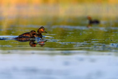 Black-necked Grebe or Podiceps nigricollis, is a species of podicipediform bird in the family Podicipedidae