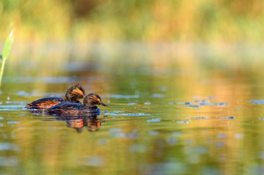 Black-necked Grebe or Podiceps nigricollis, is a species of podicipediform bird in the family Podicipedidae