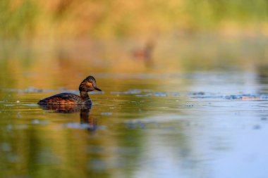 Black-necked Grebe or Podiceps nigricollis, is a species of podicipediform bird in the family Podicipedidae