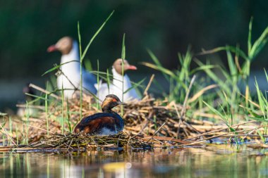 Black-necked Grebe or Podiceps nigricollis, is a species of podicipediform bird in the family Podicipedidae