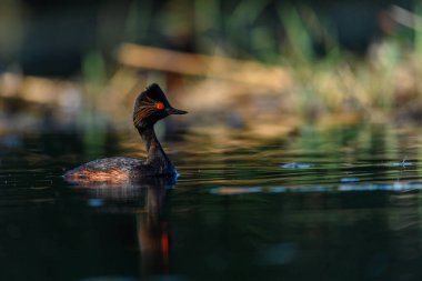 Black-necked Grebe or Podiceps nigricollis, is a species of podicipediform bird in the family Podicipedidae