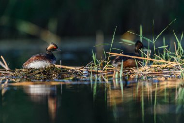 Black-necked Grebe or Podiceps nigricollis, is a species of podicipediform bird in the family Podicipedidae