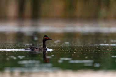 Black-necked Grebe or Podiceps nigricollis, is a species of podicipediform bird in the family Podicipedidae