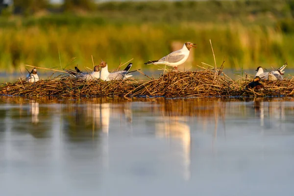 Black-headed gull or Chroicocephalus ridibundus, is a species of black-faced bird in the family Laridae