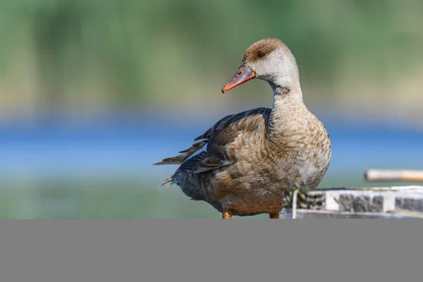 Red duck or Netta rufina, is a species of anseriform bird in the family Anatidae