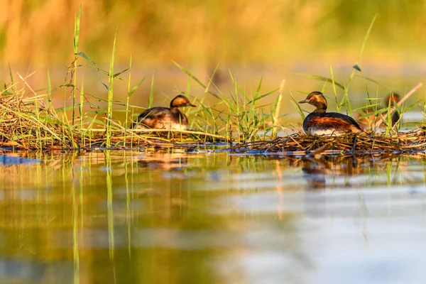 Black-necked Grebe or Podiceps nigricollis, is a species of podicipediform bird in the family Podicipedidae