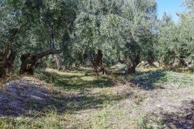 Olivar 'da bakım işi. Katları boşaltıyorum.