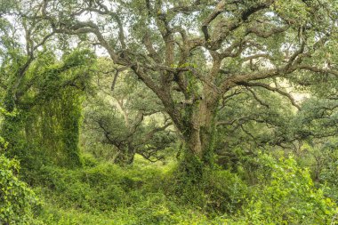 Dalları bükülmüş, görkemli yaşlı meşe ağacı. Etrafı canlı yeşil bir çalılıkla çevrili..