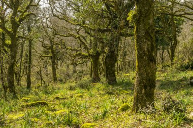 Güneş ışığı, ormandaki yosun kaplı ağaçların arasından süzülür.