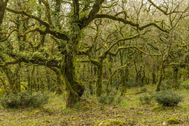 Güneş ışığı, ormandaki yosun kaplı ağaçların arasından süzülür.