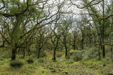 Güneş ışığı, ormandaki yosun kaplı ağaçların arasından süzülür.