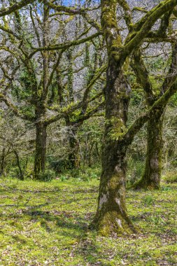 Güneş ışığı, ormandaki yosun kaplı ağaçların arasından süzülür.