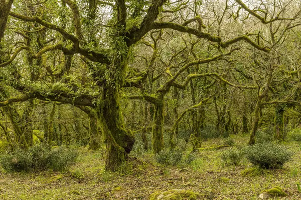 Güneş ışığı, ormandaki yosun kaplı ağaçların arasından süzülür.