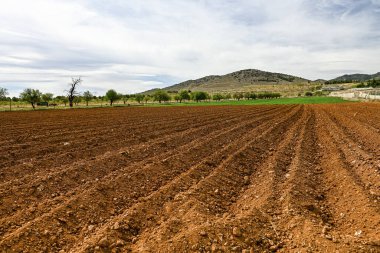 Canlı kırmızı toprak dikmeye hazır, düzgün sıralarla, yeşil ağaçların ve uzak tepelerin arka planına karşı