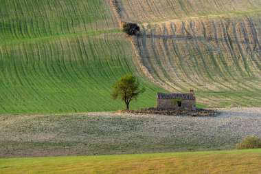 Terk edilmiş bir ağacın zıt dokuları ve harap olmuş bir taş yapı ekilmiş tarlaların desenli arka planına karşı.