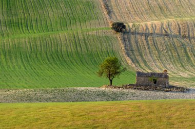 Terk edilmiş bir ağacın zıt dokuları ve harap olmuş bir taş yapı ekilmiş tarlaların desenli arka planına karşı.