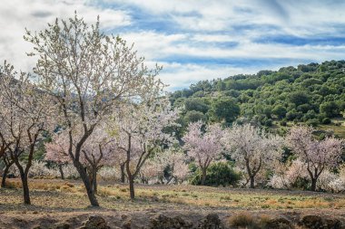 Olgun badem ağaçları pembe çiçeklerle dolu, yemyeşil bir Akdeniz yamacının zeminine kurulmuş.