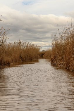Altın kamış yatakları rüzgarda sallanıyor Albufera, Valencia kıyılarında, bulutlu bir gökyüzünün altında.
