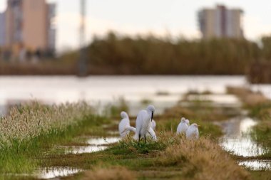 A group of white egrets preening and resting in an urban wetland, with blurred city buildings in the backdrop