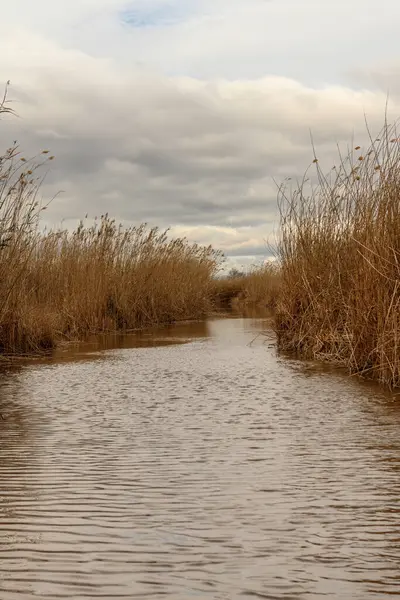 Altın kamış yatakları rüzgarda sallanıyor Albufera, Valencia kıyılarında, bulutlu bir gökyüzünün altında.