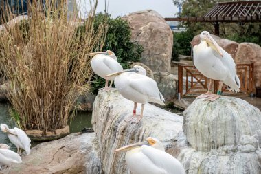Pelecanus crispus cemaati sakin bir göletin yanındaki kayalık arazide dinleniyor..