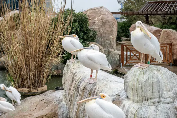 Pelecanus crispus cemaati sakin bir göletin yanındaki kayalık arazide dinleniyor..