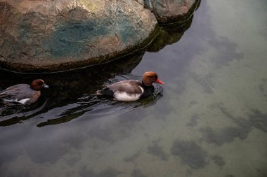 Group of Red Duck ducks on a rippled pond.