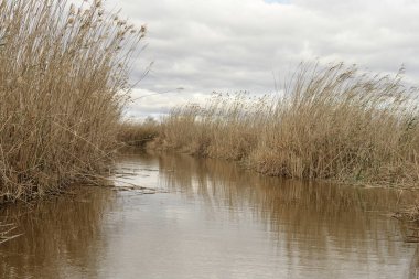 Altın kamış yatakları rüzgarda sallanıyor Albufera, Valencia kıyılarında, bulutlu bir gökyüzünün altında.
