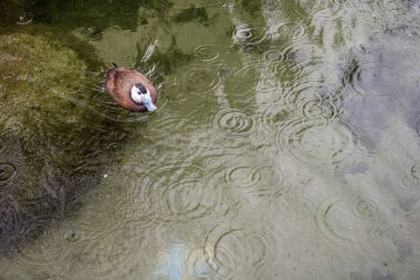 A solitary white-headed duck glides gracefully on the calm surface of a tranquil pond.