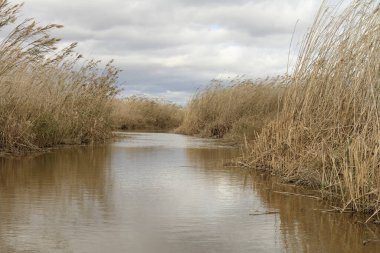 Altın kamış yatakları rüzgarda sallanıyor Albufera, Valencia kıyılarında, bulutlu bir gökyüzünün altında.