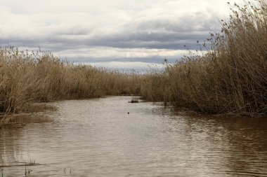 Altın kamış yatakları rüzgarda sallanıyor Albufera, Valencia kıyılarında, bulutlu bir gökyüzünün altında.