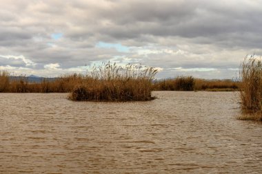 Altın kamış yatakları rüzgarda sallanıyor Albufera, Valencia kıyılarında, bulutlu bir gökyüzünün altında.