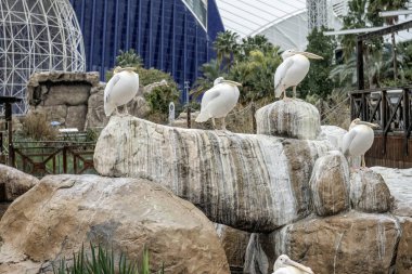 Pelecanus crispus cemaati sakin bir göletin yanındaki kayalık arazide dinleniyor..