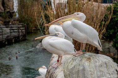Pelecanus crispus cemaati sakin bir göletin yanındaki kayalık arazide dinleniyor..