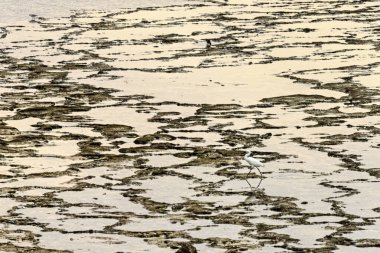 Portekiz 'in Vila Nova de Milfontes şehrinde oluşan karmaşık gelgit desenleri ve kum desenleri. Kıyı kuvvetlerinin eşsiz ve doğal tasarımı.