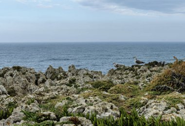 Portekiz Cabo San Vicente 'deki engebeli kayalıkların ve Atlantik Okyanusu manzarası. Benzersiz kaya oluşumları ve sisli atmosfer dramatik bir kıyı manzarası yaratır..