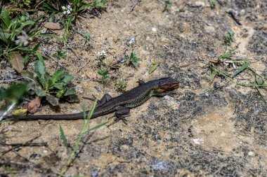 Uzun kuyruklu kertenkelenin yakın çekimi, aynı zamanda uzun kuyruklu kertenkele olarak da bilinir, kumlu zeminde ve çevresindeki küçük bitkilerle birlikte. Kertenkelenin canlı renkleri bu doğal ortamda vurgulanmış..