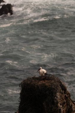 Beyaz bir leylek okyanusa bakan kayalık bir uçuruma tünemiş yuvasında duruyor. Kuşun kırmızı gagası ve siyah-beyaz tüyleri derin mavi suya karşı kontrasttır..