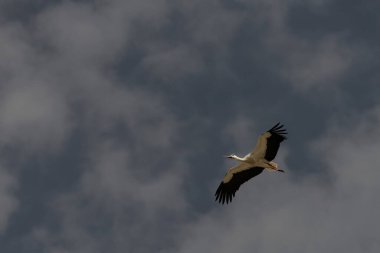 Siyah ve beyaz tüylü beyaz bir leylek ve okyanus yüzeyinde zarif bir şekilde süzülen kırmızı bir gaga. Aerodinamik vücudunu ve uzanan kanatlarını sergiliyor..
