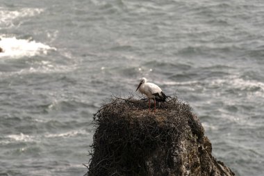 Beyaz bir leylek okyanusa bakan kayalık bir uçuruma tünemiş yuvasında duruyor. Kuşun kırmızı gagası ve siyah-beyaz tüyleri derin mavi suya karşı kontrasttır..