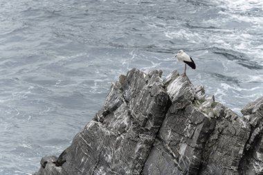 Beyaz bir leylek kıyı şeridindeki engebeli kayalıklarda duruyor, dalgalar arka plandaki kayalıklara çarpıyor..