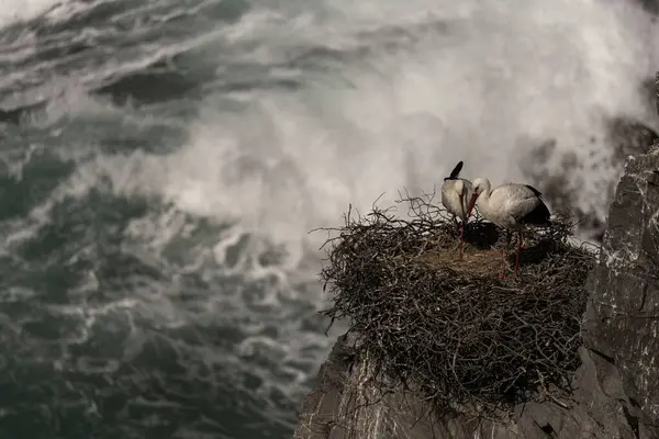 stock image A white stork stands on its nest perched on a rocky cliff, overlooking the ocean. The bird's red beak and black and white plumage contrast against the deep blue water.