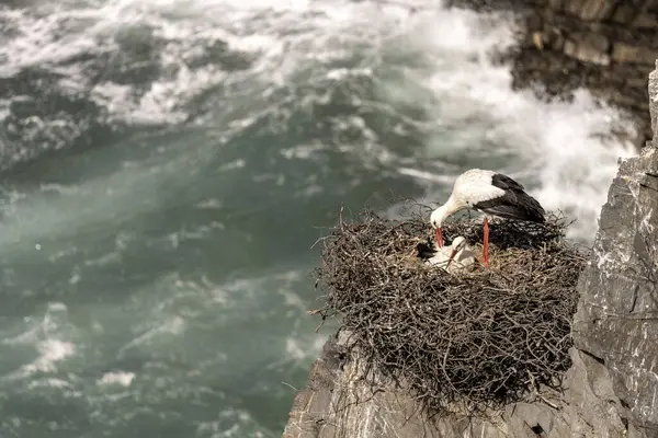 stock image A white stork stands on its nest perched on a rocky cliff, overlooking the ocean. The bird's red beak and black and white plumage contrast against the deep blue water.