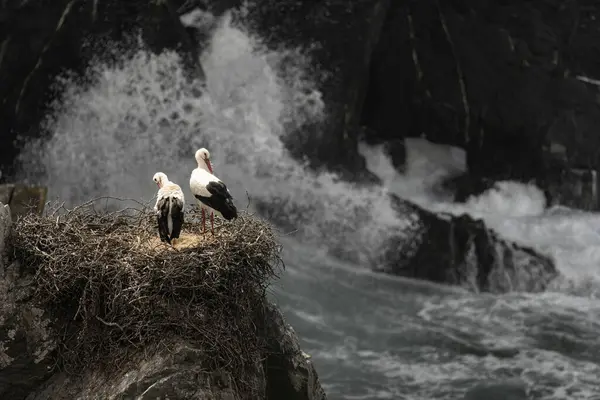 stock image A white stork stands on its nest perched on a rocky cliff, overlooking the ocean. The bird's red beak and black and white plumage contrast against the deep blue water.