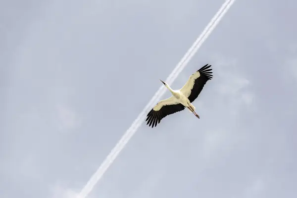 stock image A white stork gracefully flies against a clear blue sky, with a visible contrail in the background, highlighting the contrast between nature and technology.